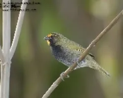 Tiaris olivaceus