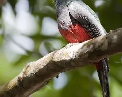 Trogon massena