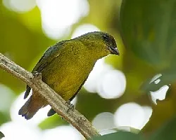 Euphonia gouldi