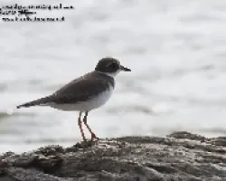 Charadrius semipalmatus