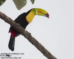 Ramphastos sulfuratus