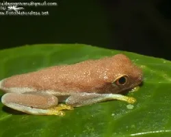 Phyllomedusa lemur