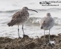 Numenius phaeopus