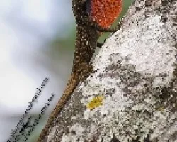Norops pentaprion