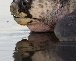 Lepidochelys olivacea