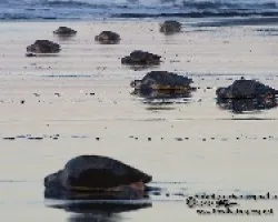 Lepidochelys olivacea