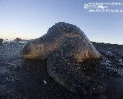 Lepidochelys olivacea