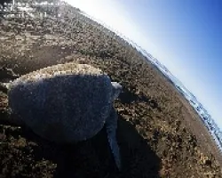 Lepidochelys olivacea