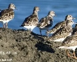 Arenaria interpres