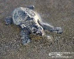 Lepidochelys olivacea