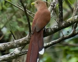 Piaya cayana
