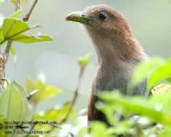 Piaya cayana