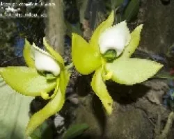 Cycnoches warscewiczii