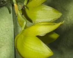 Cycnoches warscewiczii