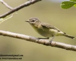 Vireo philadelphicus