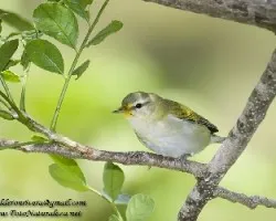 Oreothlypis peregrina