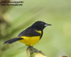 Icterus prosthemelas