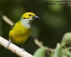 Tangara icterocephala