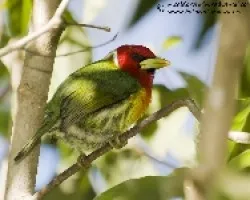 Eubucco bourcierii