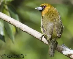 Semnornis frantzii