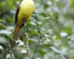 Pitangus sulphuratus