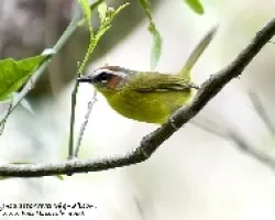 Basileuterus rufifrons