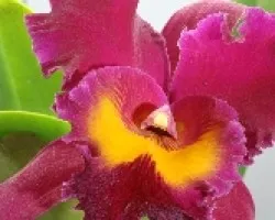 BLC sang yang ruby 01