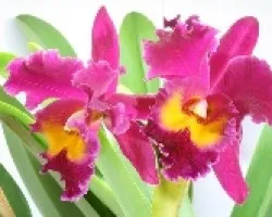 BLC sang yang ruby 02