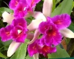 Exposicion de Orquideas de Coronado