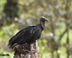 Coragyps atratus