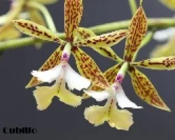 Epidendrum stamfordianum