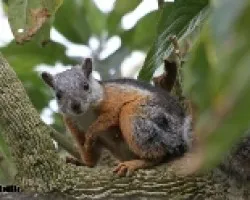 Sciurus variegatoides