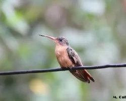 Amazilia rutila