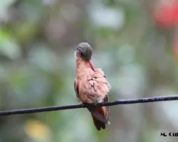 Amazilia rutila 2