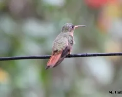 Amazilia rutila 3