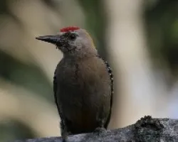 Carpintero