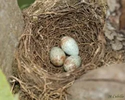Turdus grayi