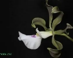 encyclia cordigera 01