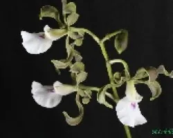 encyclia cordigera 