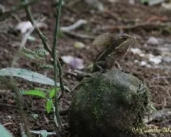Reptil