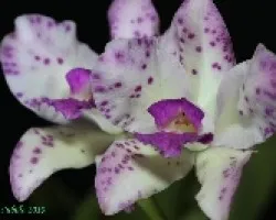 Cattleya amethystoglossa 01