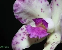 Cattleya amethystoglossa 02