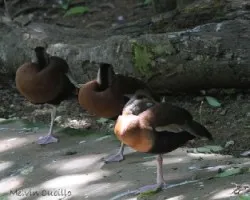 tres patos de una pata