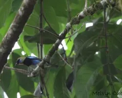 Tangara larvata