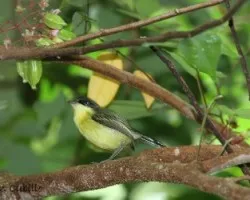 Common Tody-Flycatcher