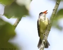 Pecho amarillo