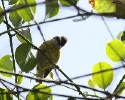 Coereba flaveola