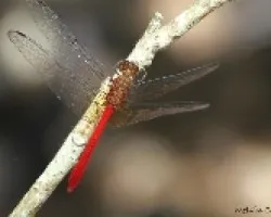 Libélula roja