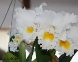 Catteya Bow Bells 