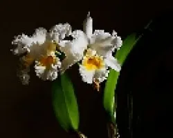 Bow- bells